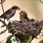 tailler après la nidification
