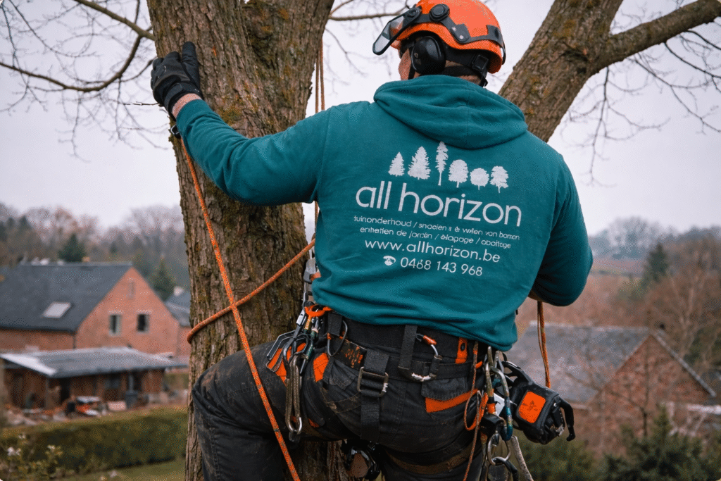 L’abattage et l’élagage des arbres : pourquoi intervenir en hiver ?
