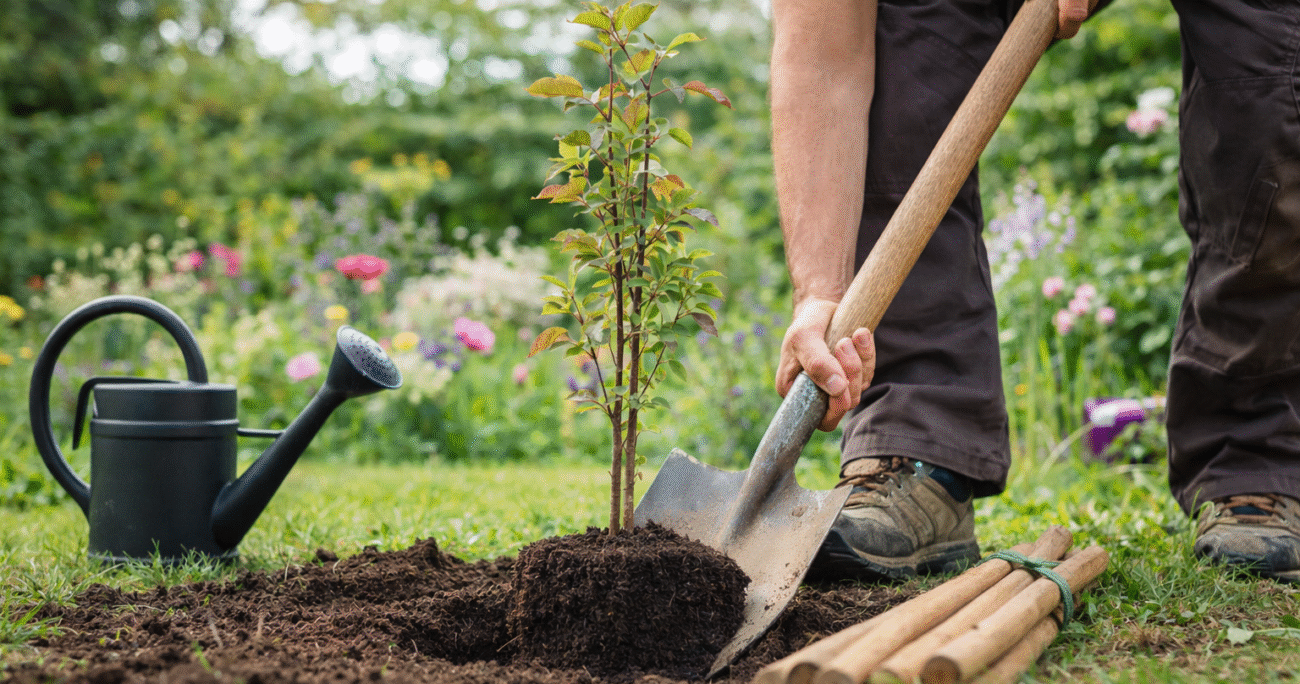 plantation arbre